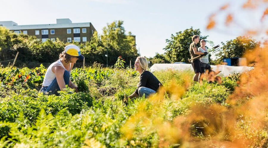 Starting an Allotment Blog