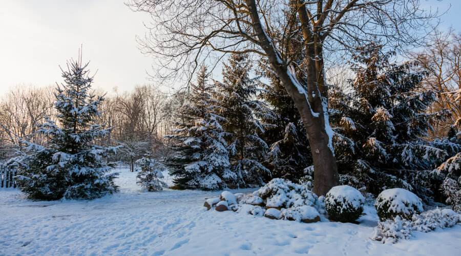 Gardening Jobs To Do In December