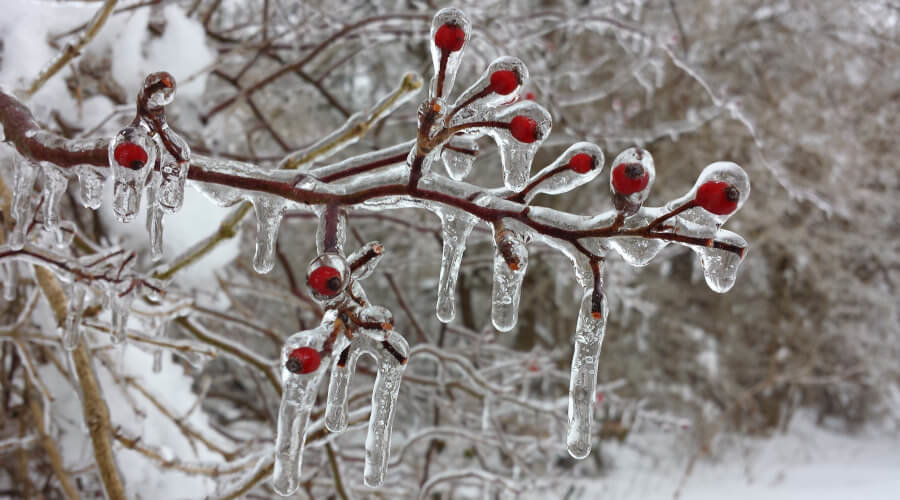 Gardening Jobs For January