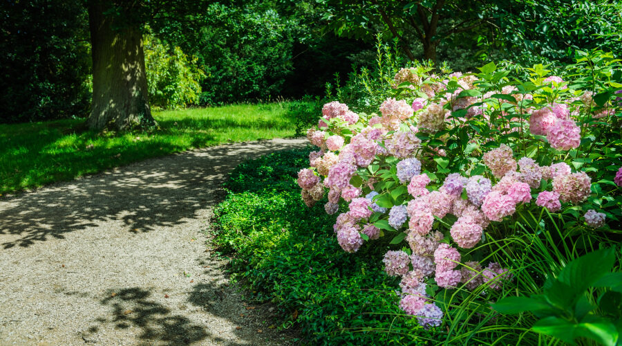 Gardening Jobs To Do In July
