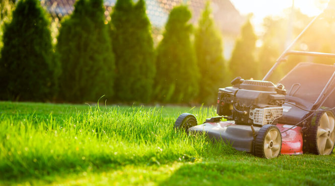 Gardening Jobs to do in June