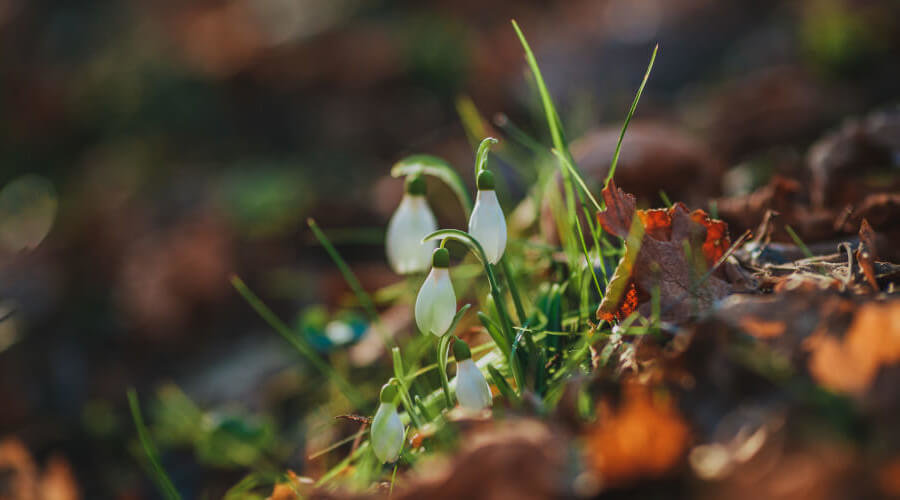 Gardening Jobs For March