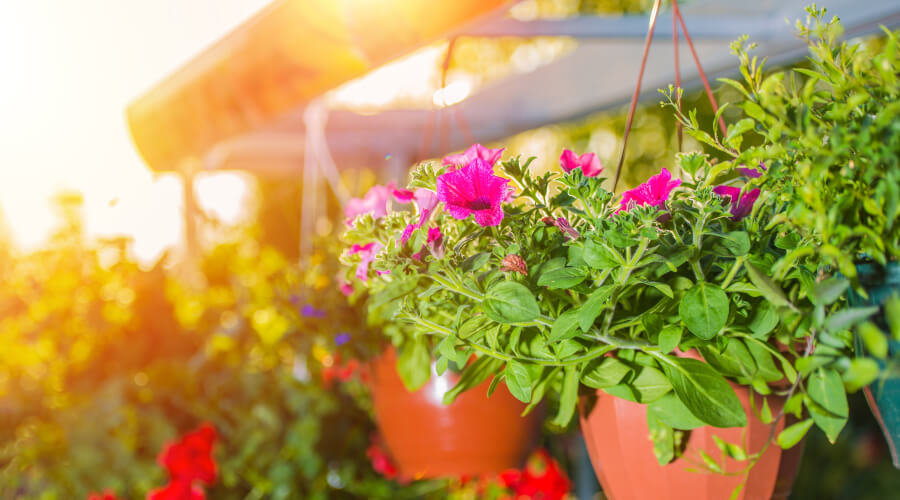 Gardening Jobs To Do In May