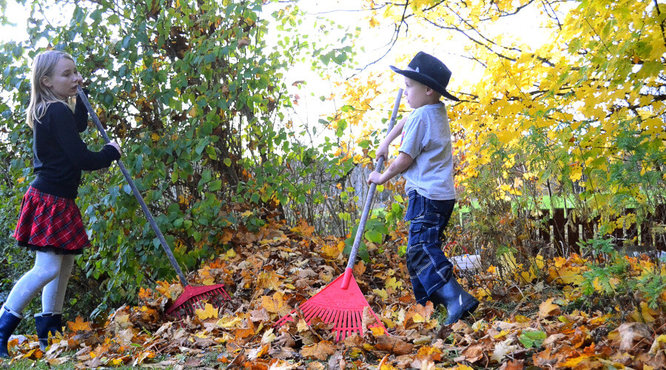 Gardening Jobs To Do In November