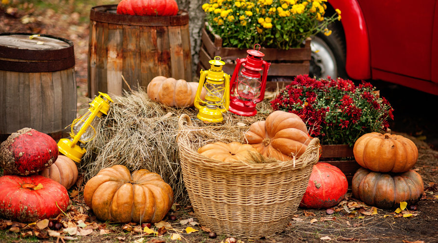 Gardening Jobs To Do In October