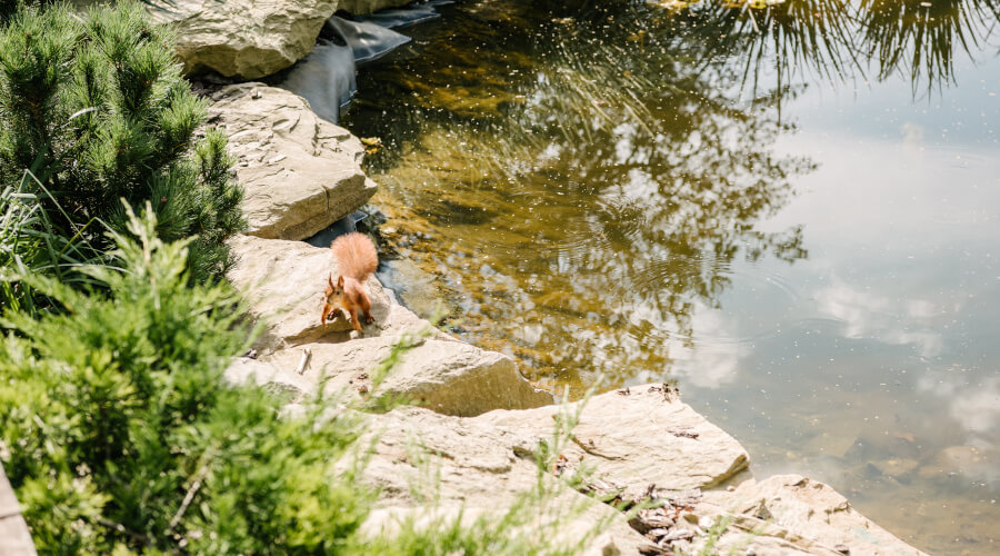 How To Drain Water From A Garden Pond Blog
